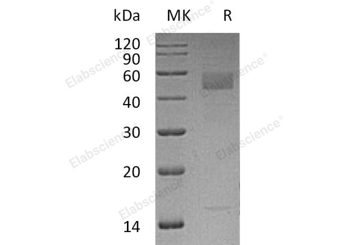 Валидация Elabscience PKSH032586(3034)