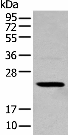 Валидация Elabscience E-AB-52332
