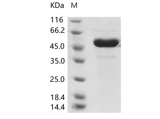 Валидация Elabscience PKSV030203(5980)