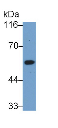13921
