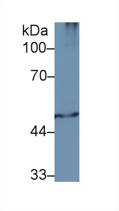 9423
