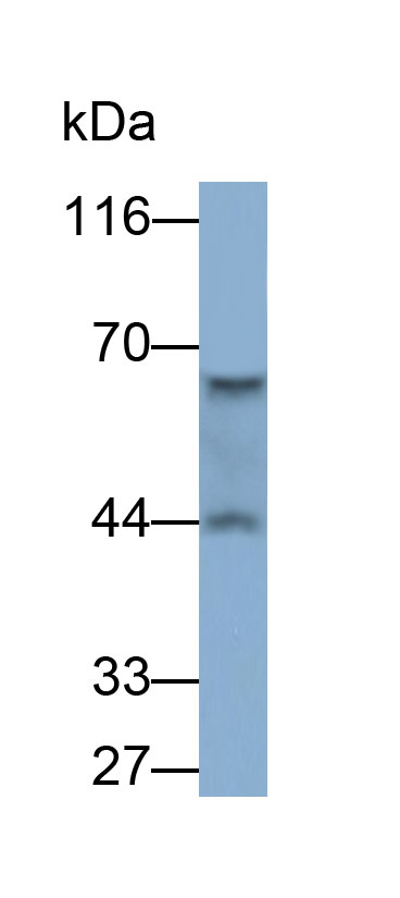 32575