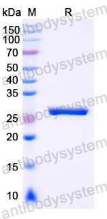 Валидация SDS-PAGE - AntibodySystem RGK32401