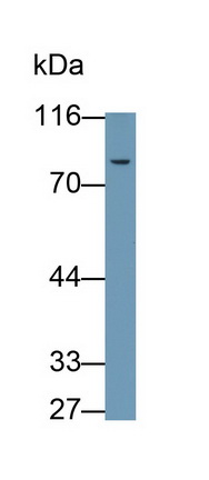 5267