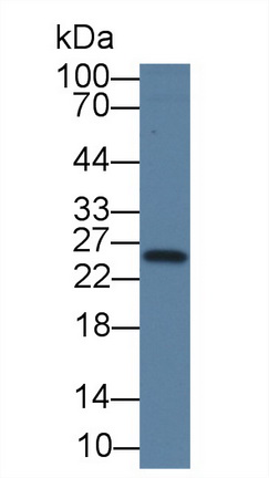 10533
