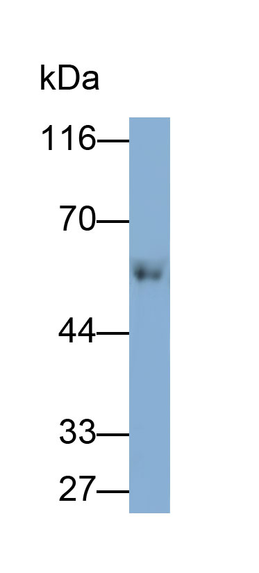 32051