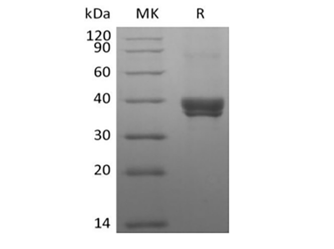 Валидация Elabscience PKSH033990(4220)