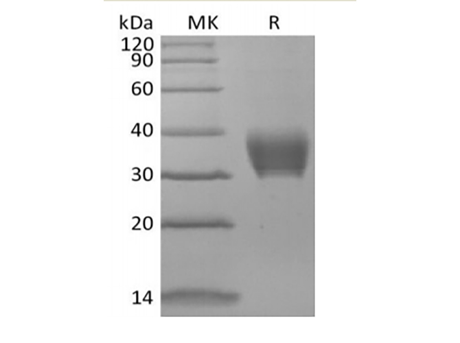 Валидация Elabscience PKSM041445(5320)