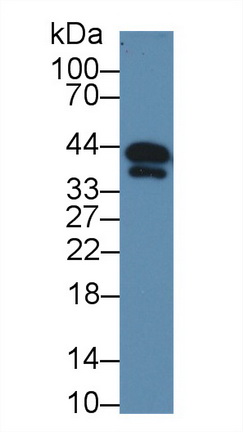 12804