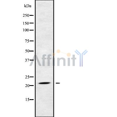 Валидация Affinity DF9664 - 22417