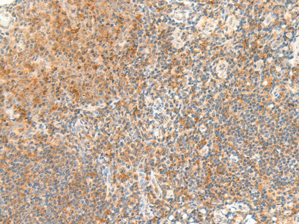 Валидация Elabscience E-AB-19964