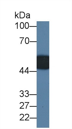 28303