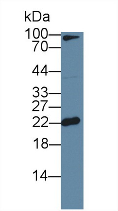 8914