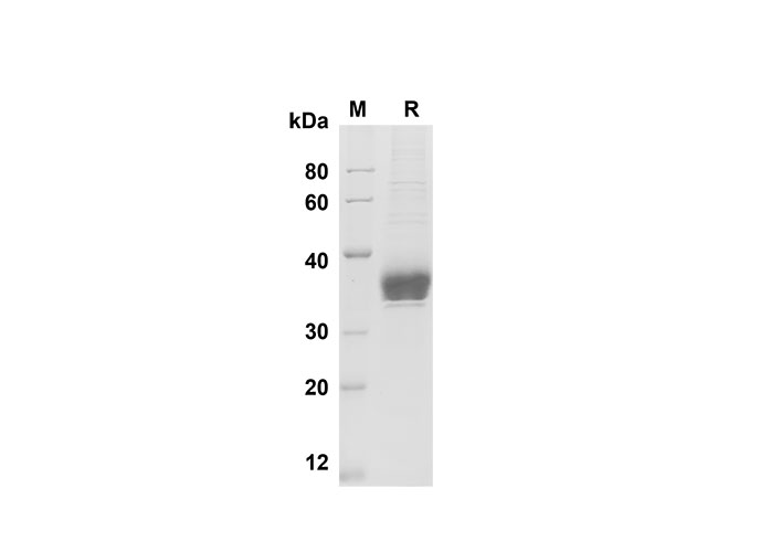Валидация Elabscience PDMH100313(925)