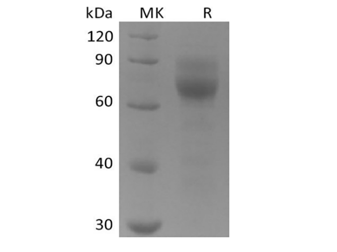 Валидация Elabscience PKSH033929(4159)