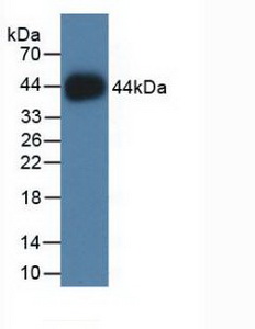49838
