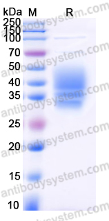 EHN42401, SDS-PAGE
