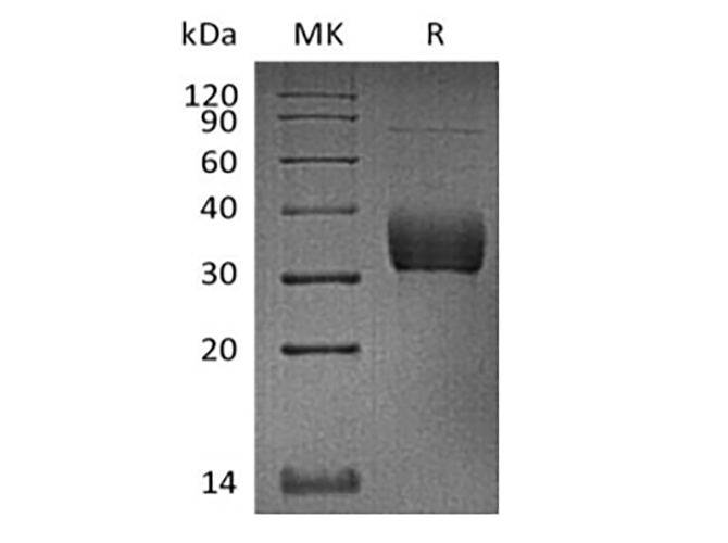 Валидация Elabscience PKSQ050096(5465)