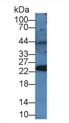 9045