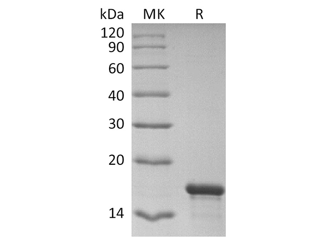 Валидация Elabscience PKSR030486(5790)