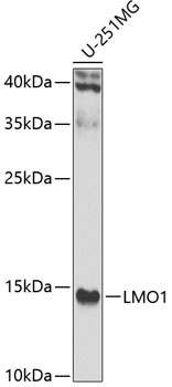 Валидация Elabscience E-AB-92782