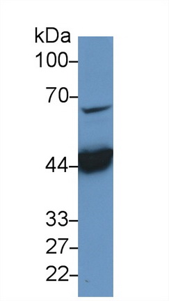 15267