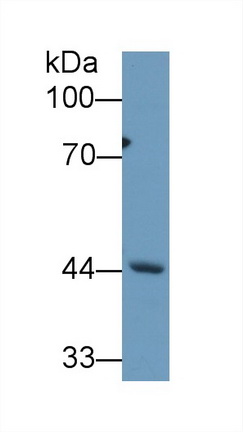 13398