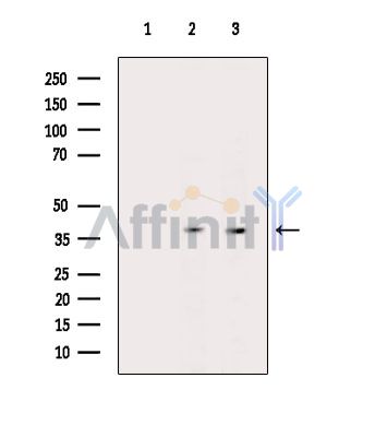 Валидация Affinity DF14311 - 10202