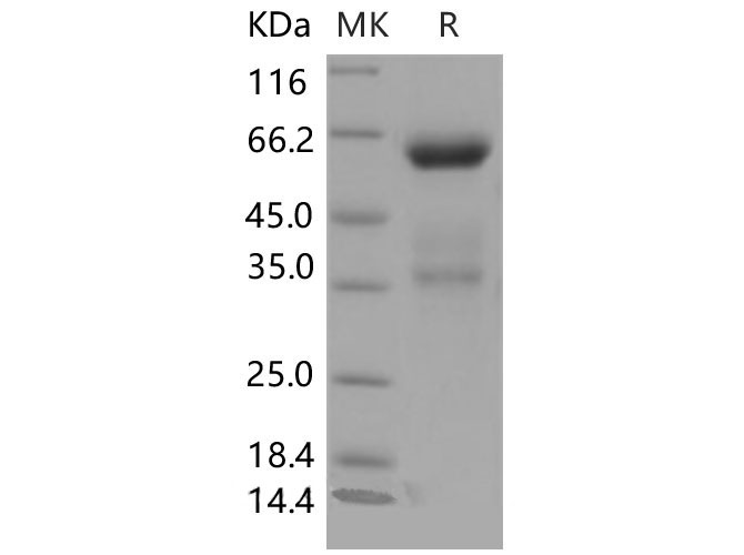 Валидация Elabscience PKSM040532(4522)