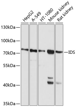 Валидация Elabscience E-AB-65383