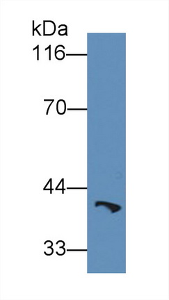 65287