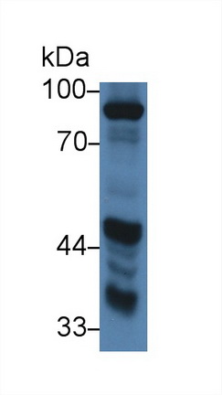 9266