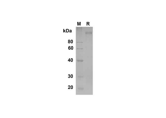 Валидация Elabscience PDMH100323(935)