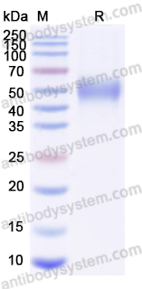 Валидация AntibodySystem EHD96701