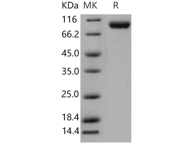 Валидация Elabscience PKSM040831(4795)