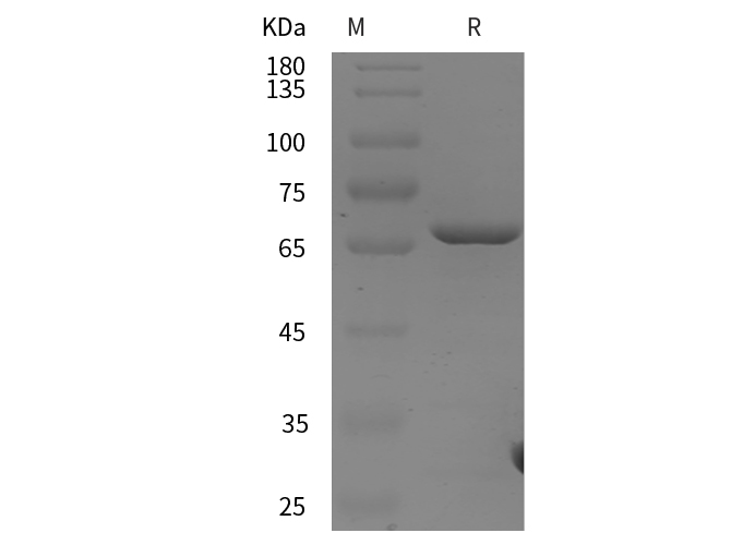 Валидация Elabscience PDEH100924(349)