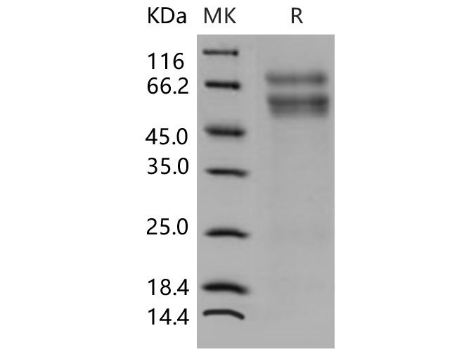 Валидация Elabscience PKSM040601(4587)
