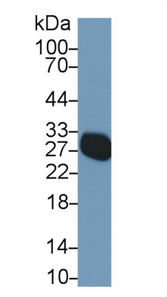 13681