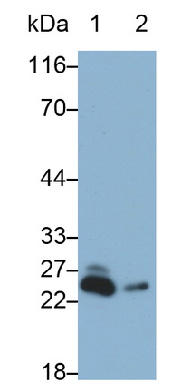 55937