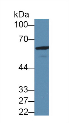8569