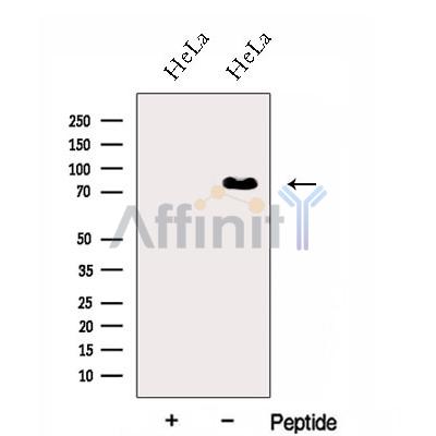 Валидация Affinity DF13065 - 7927