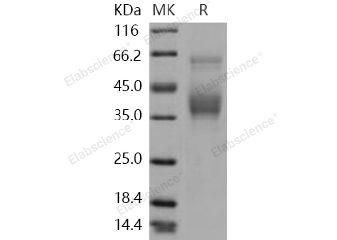 Валидация Elabscience PKSH030961(1780)