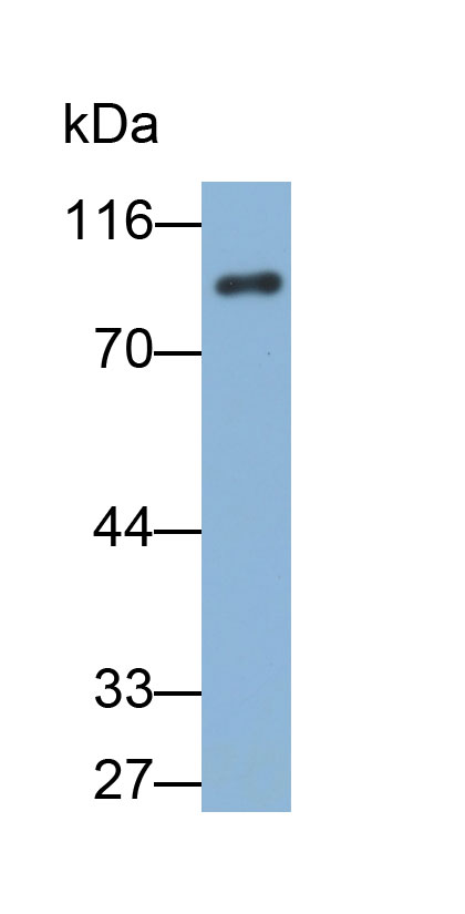 32858