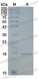 YVV08903, SDS-PAGE