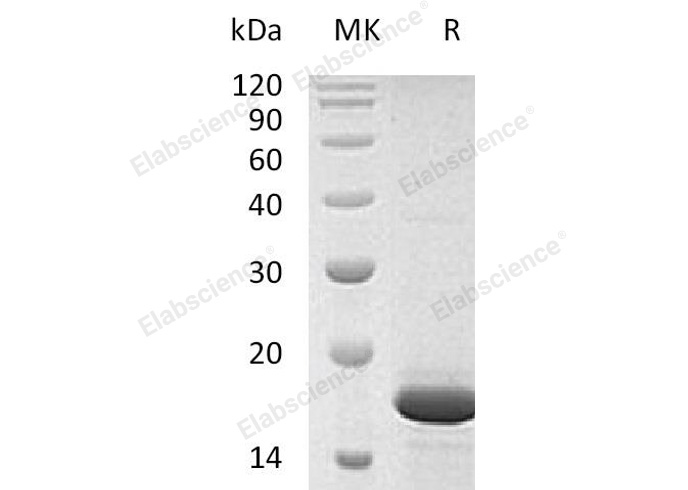 Валидация Elabscience PKSH032439(2916)