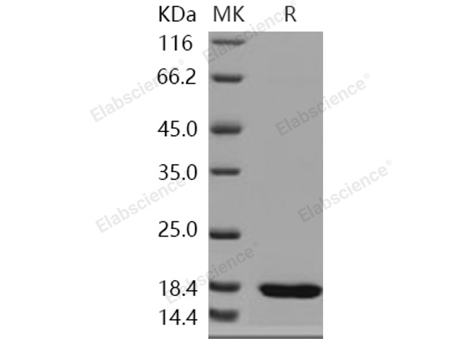 Валидация Elabscience PKSH031024(1832)