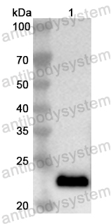 Валидация AntibodySystem PHB23601