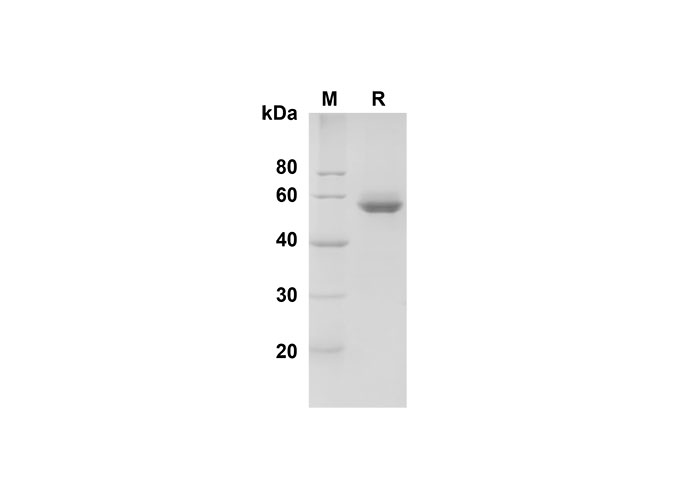 Валидация Elabscience PDMH100292(904)