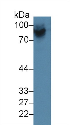 12477