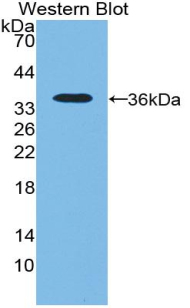 55588